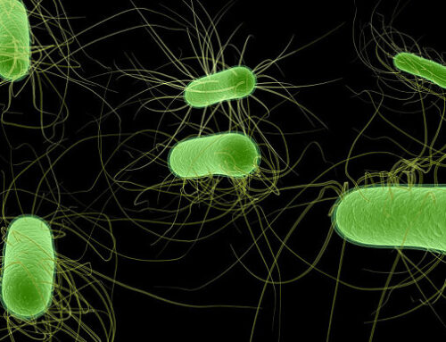 Il Citocromo bd promuove la respirazione batterica e la crescita in ambienti ricchi di solfuri